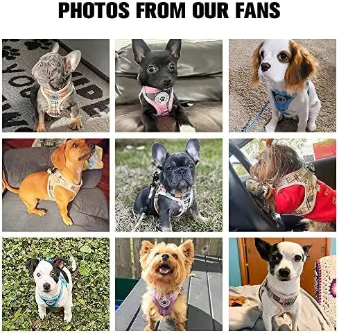 YTYIN Safe Harness Set for Small Dogs and Cats Reflective