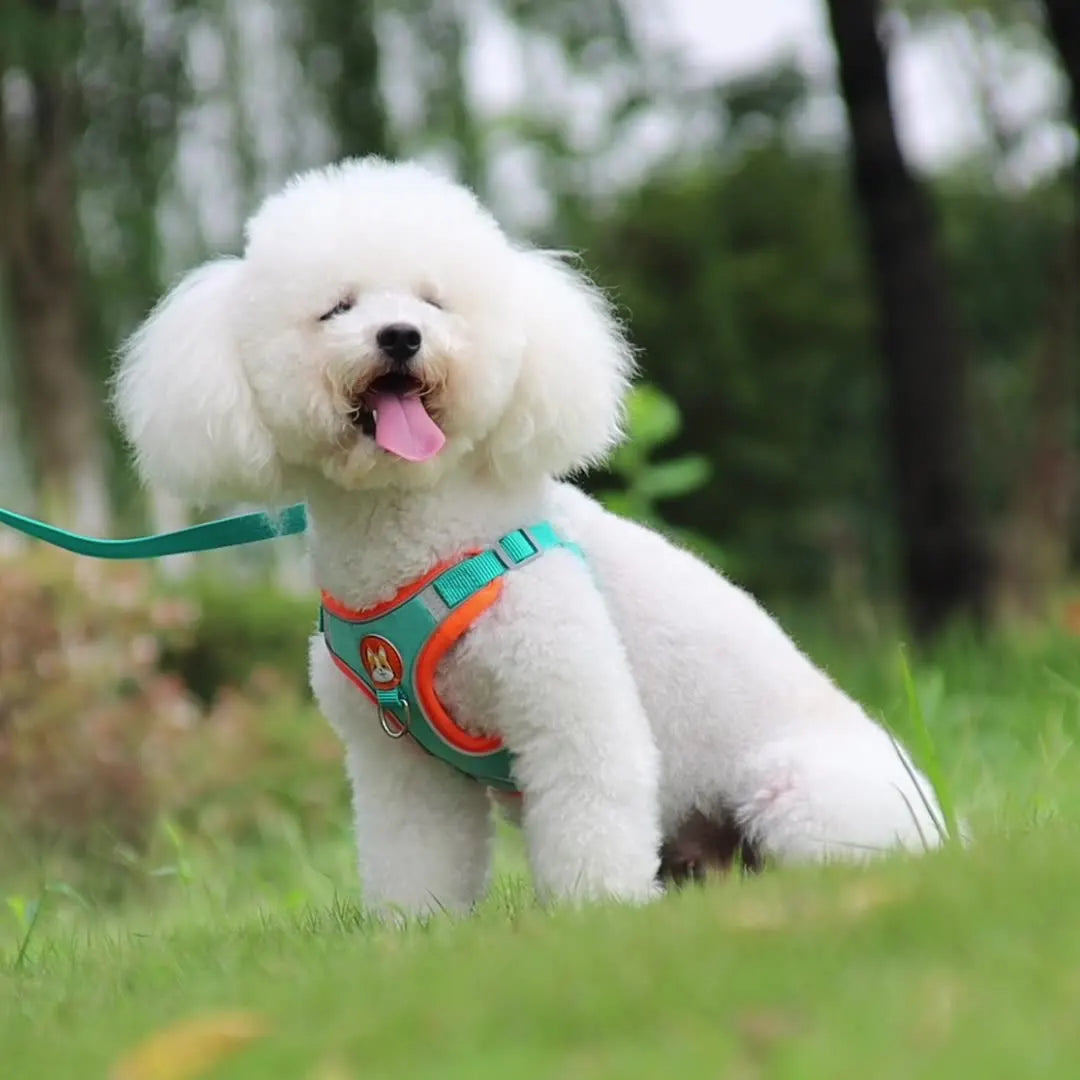 Reflective Dog Cat Harness Vest With Leash Breathable Mesh Padding