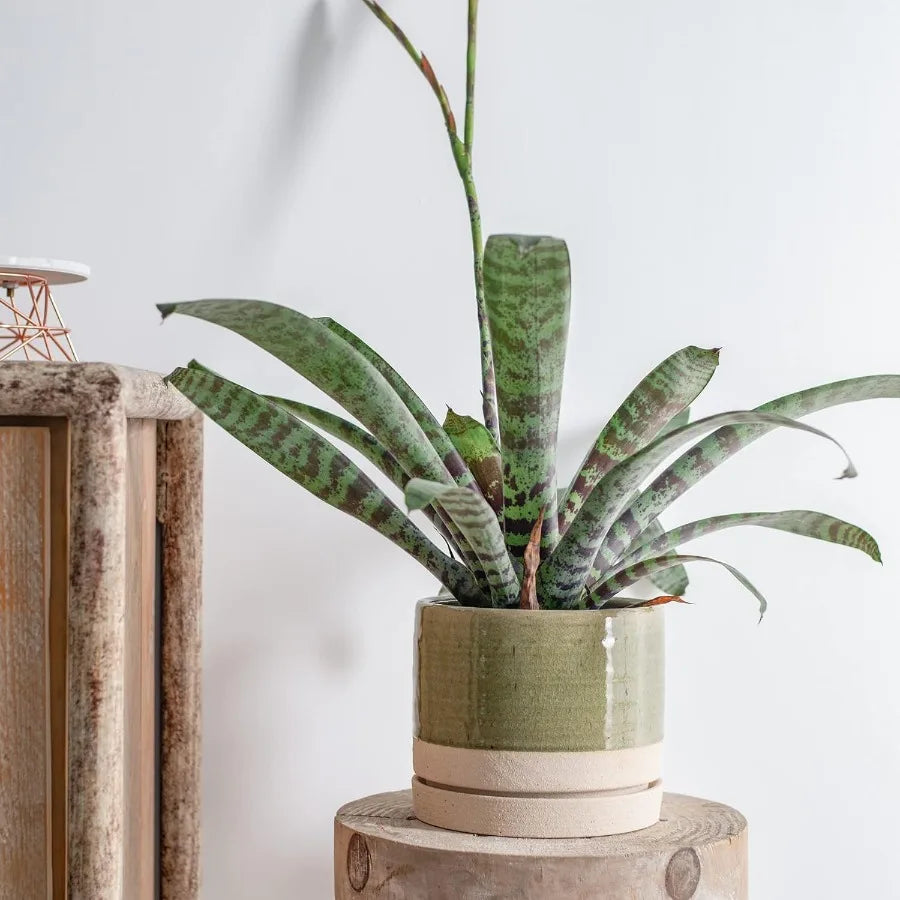 6 Inch Ceramic Plant Pots With Drainage Hole And Saucer